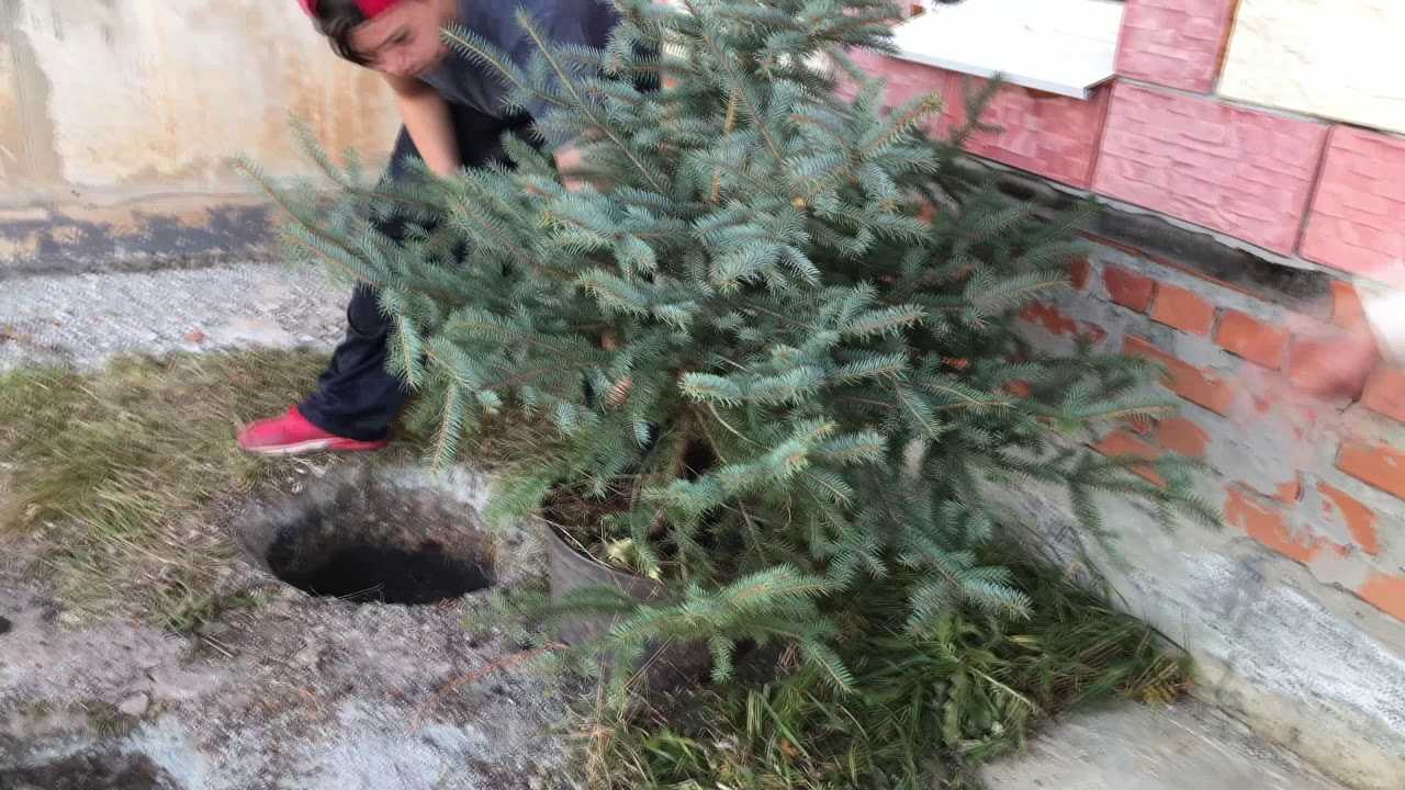 Как сажать елку из горшка, привезенную из леса, из ветки, посадка осенью и зимой