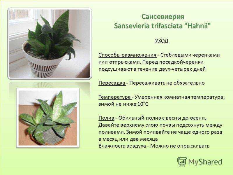 Сансевиерия - тещин язык или щучий хвост, уход, виды с фото