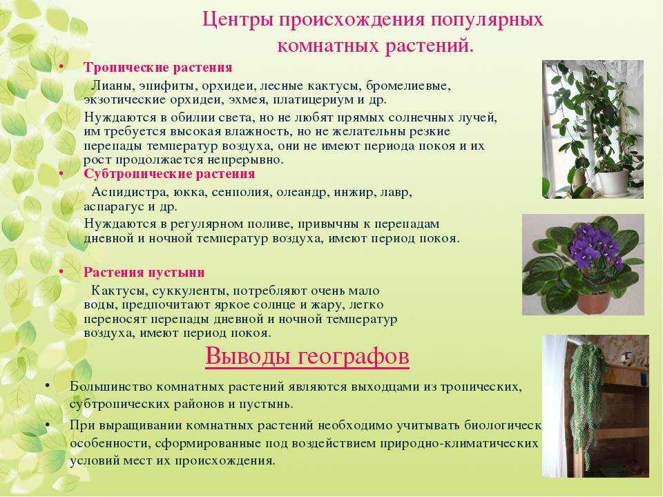 Сенполия, или узамбарская фиалка