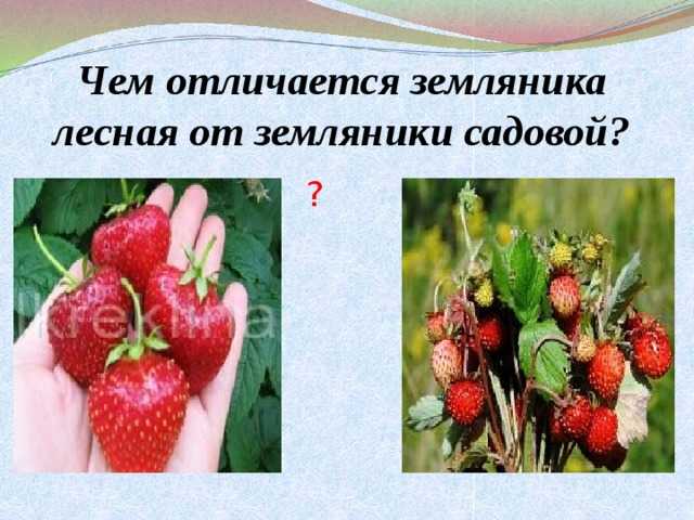 Чем отличается клубника от виктории - происхождение названий и особенности культур