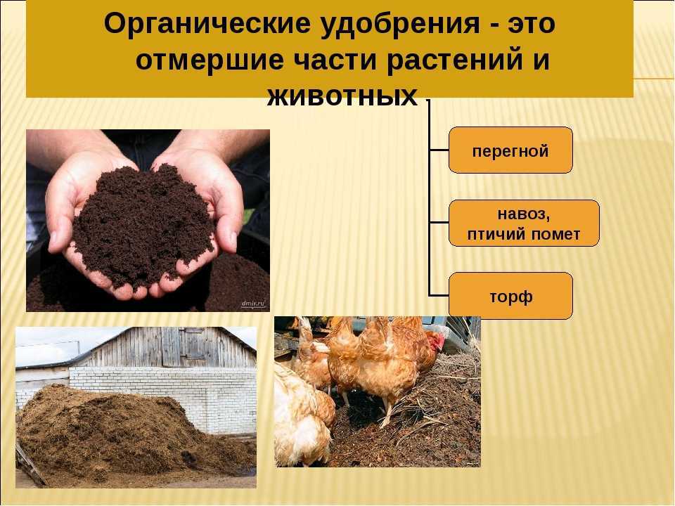 Конский навоз и перегной как удобрение для огорода и сада
