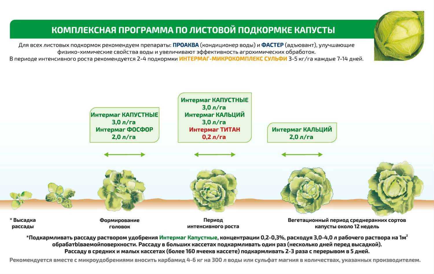 Посадка и уход за кольраби в открытом грунте, уборка и хранение