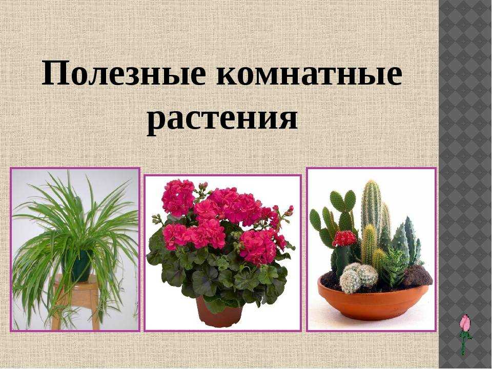 Полезные комнатные растения для квартиры: в чем их польза и вред, названия самых лечебных цветков и какие лучше не заводить дома; сорта, вредные для человека