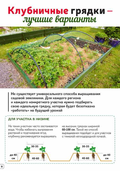Варианты клубничных грядок: преимущества и недостатки