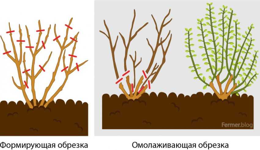 Растение бузина Sambucus является кустарником и относится к роду цветковых растений семейства адоксовые Однако до этого данное растение считали представителем семейства жимолостные