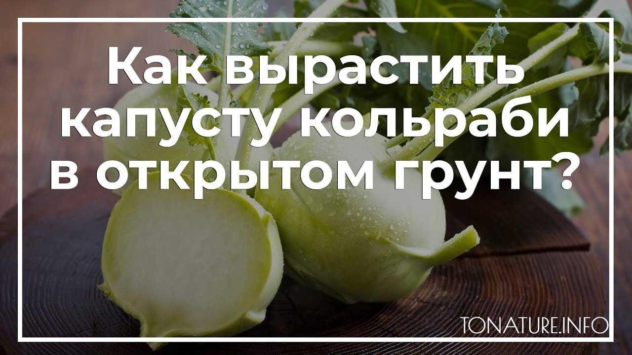 Виды капусты: фото и названия с кратким описанием (таблица)