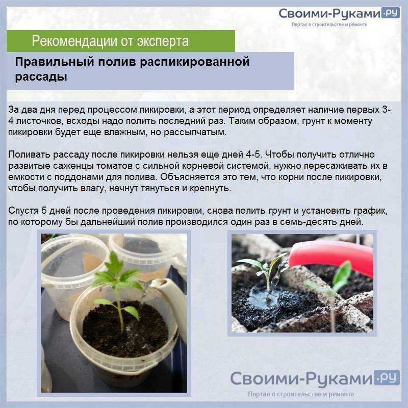 Бегония клубневая: уход в домашних условиях, рекомендации о том, чем подкармливать, а также фото растениядача эксперт