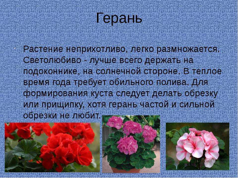 Как правильно ухаживать за геранью (пеларгонией) в домашних условиях, чтобы она цвела? - комнатные и садовые растения, уход за ними sad-doma.net