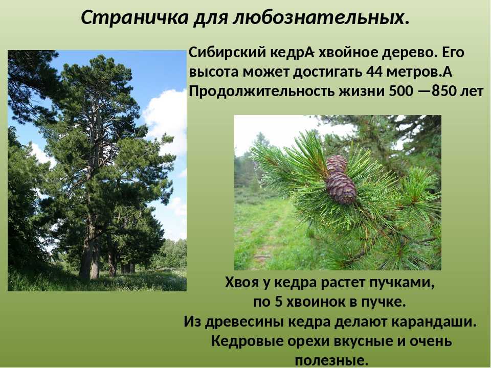 ᐉ как быстро растет сосна кедровая - godacha.ru