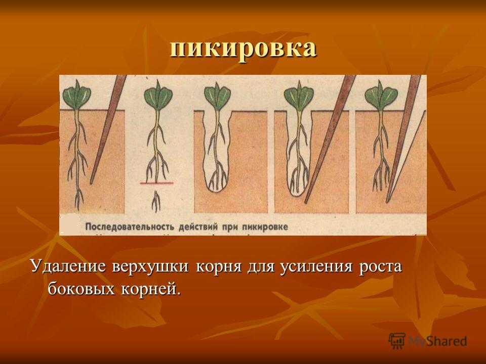 Зачем и когда делать окучивание картофеля, правила выполнения и сроки