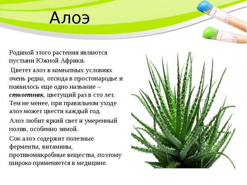 Особенности выращивания и размножения алоэ вера в домашних условиях и открытом грунте