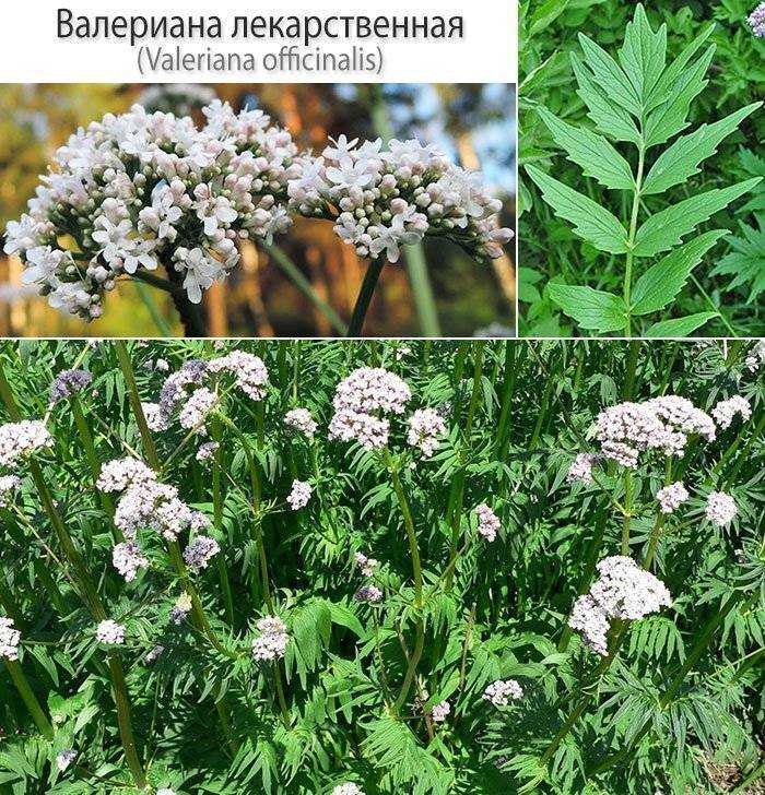 Спокойствие с валерианой лекарственной. лечебные и полезные свойства. применение. противопоказания. фото. — ботаничка