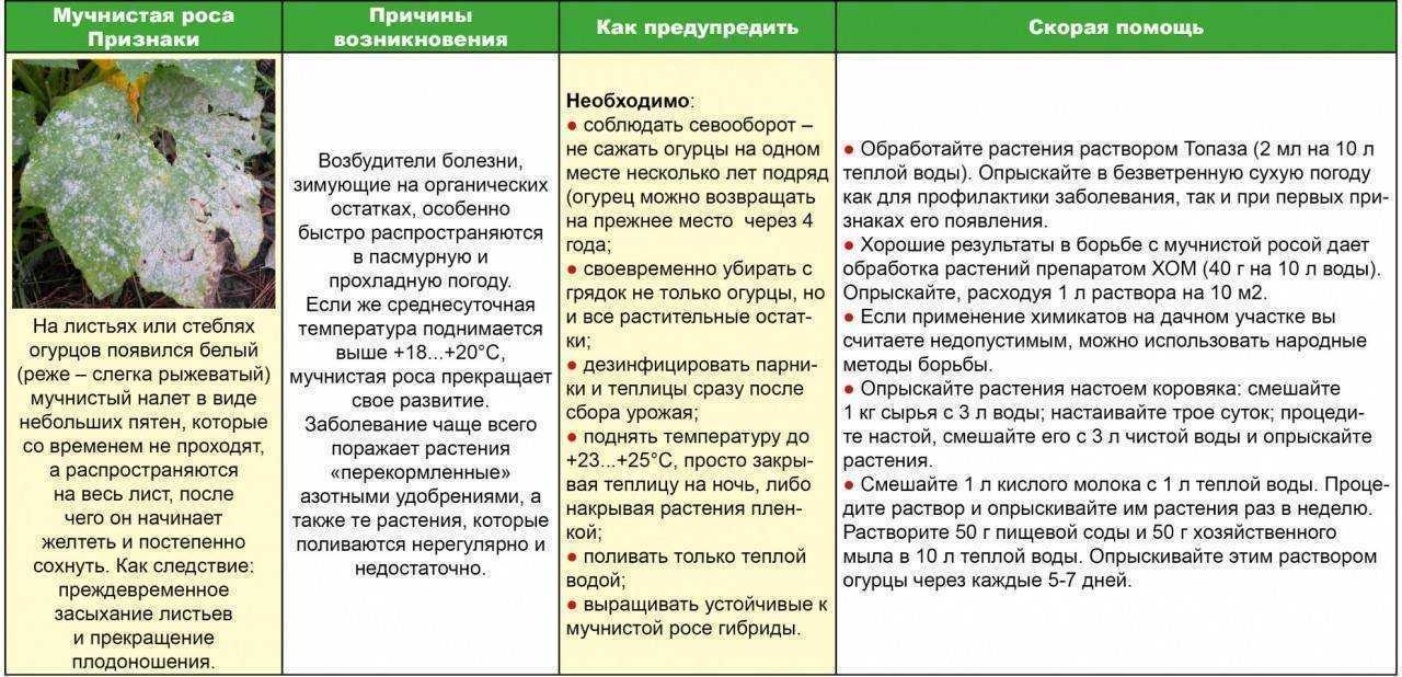 Мучнистая роса на декоративных кустарниках и деревьях