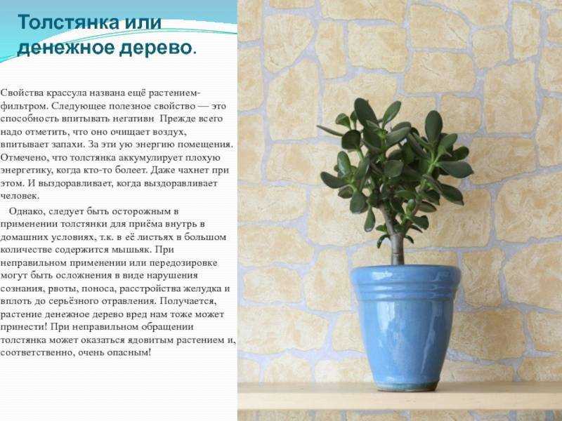 Мягкие листья у денежного дерева: что делать, если они стали вялыми и сморщились, почему это происходит с толстянкой, в том числе зимой, и причины, уход за крассулой selo.guru — интернет портал о сель