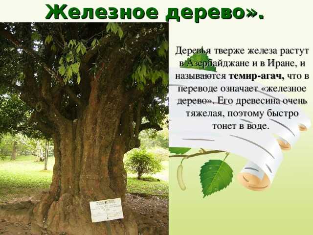 Тропические и субтропические влажные лиственные леса - frwiki.wiki