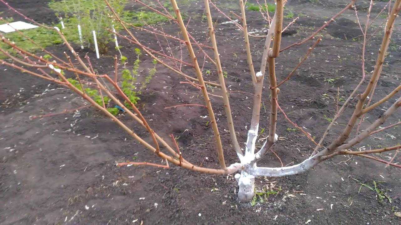 Лучшие сорта персика для выращивания в средней полосе россии, посадка и уход