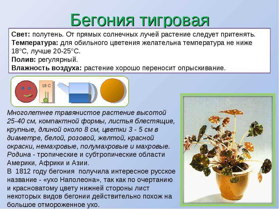 Бегония клеопатра