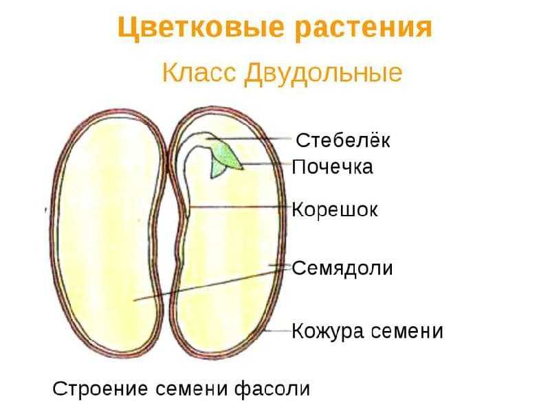 Что такое семядоли и их характеристика