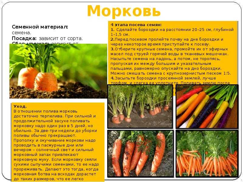 Методы борьбы с морковной мухой: как избавиться и чем обработать землю на грядке