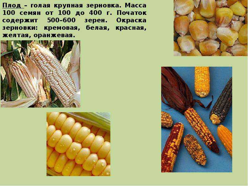 Кукуруза относится к бобовым или нет, овощ или фрукт?