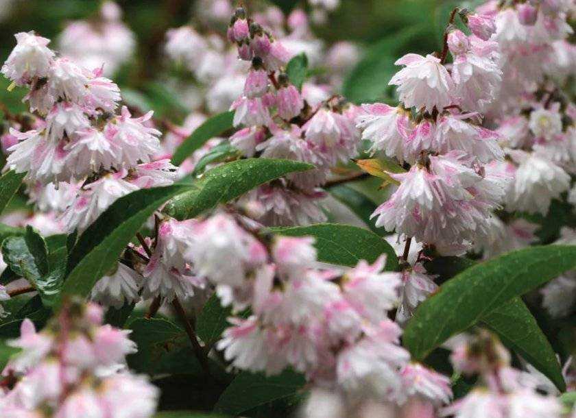 Дейция Deutzia — это многолетнее древесное растение, которое может быть вечнозеленым либо листопадным Это растение относится к семейству гортензиевые