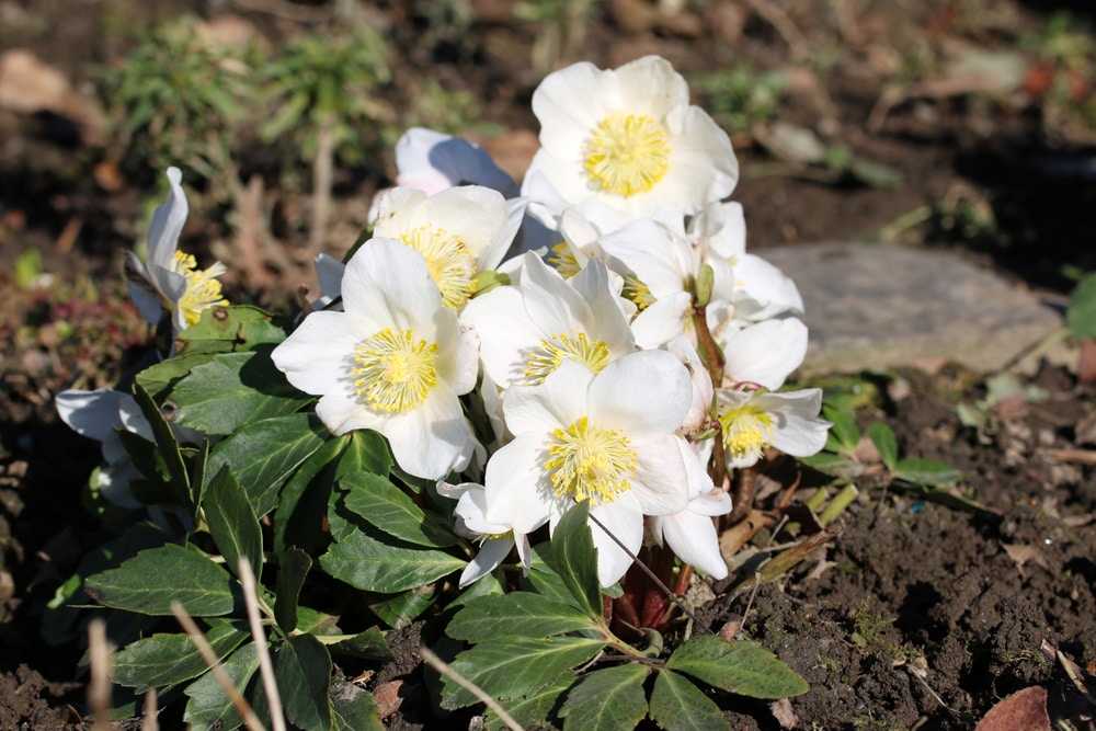 Травянистое многолетнее растение морозник Helleborus имеет прямое отношение к семейству лютиковые По различным данным этот род объединяет 14–22 вида