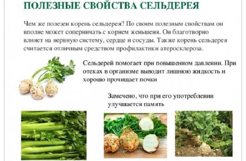 Пастернак — калории, пищевая ценность и интересные факты