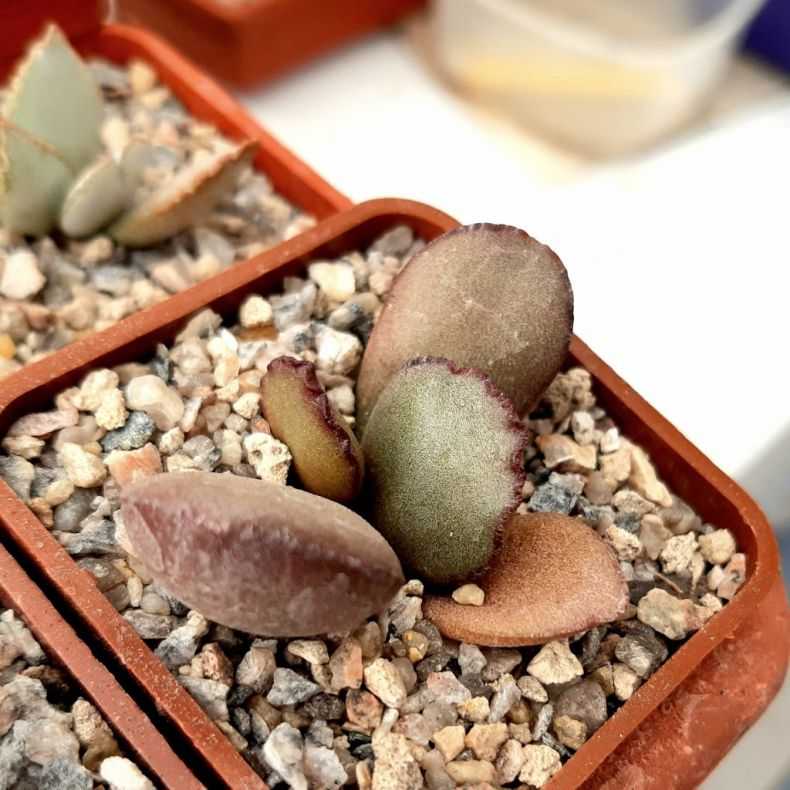 Суккулент адромискус (adromischus): описание рода, как ухаживать