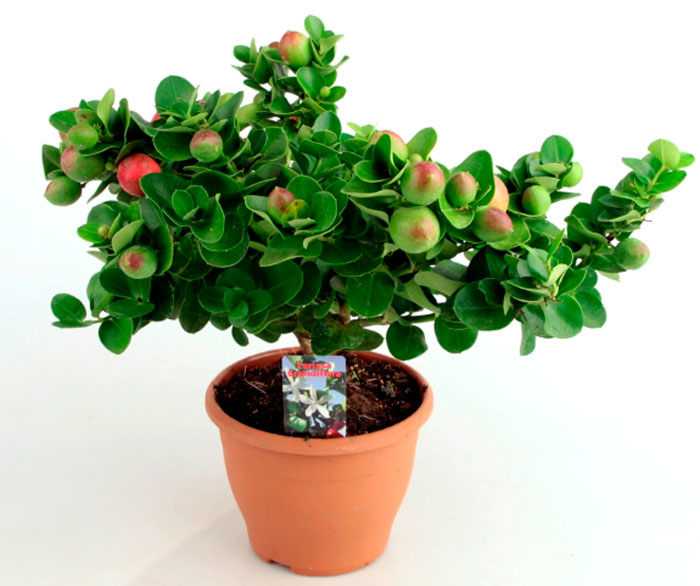 Род карисса Carissa имеет прямое отношение к семейству кутровые Apocynaceae Данный род объединяет примерно 35 видов растений, которые представлены небольшими сильноветвящимися кустарниками, а также деревьями