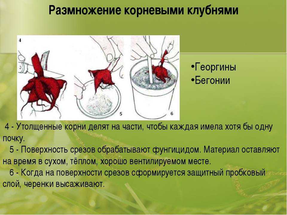 Что делать если сохнут листья у бегонии – способы устранения проблемы