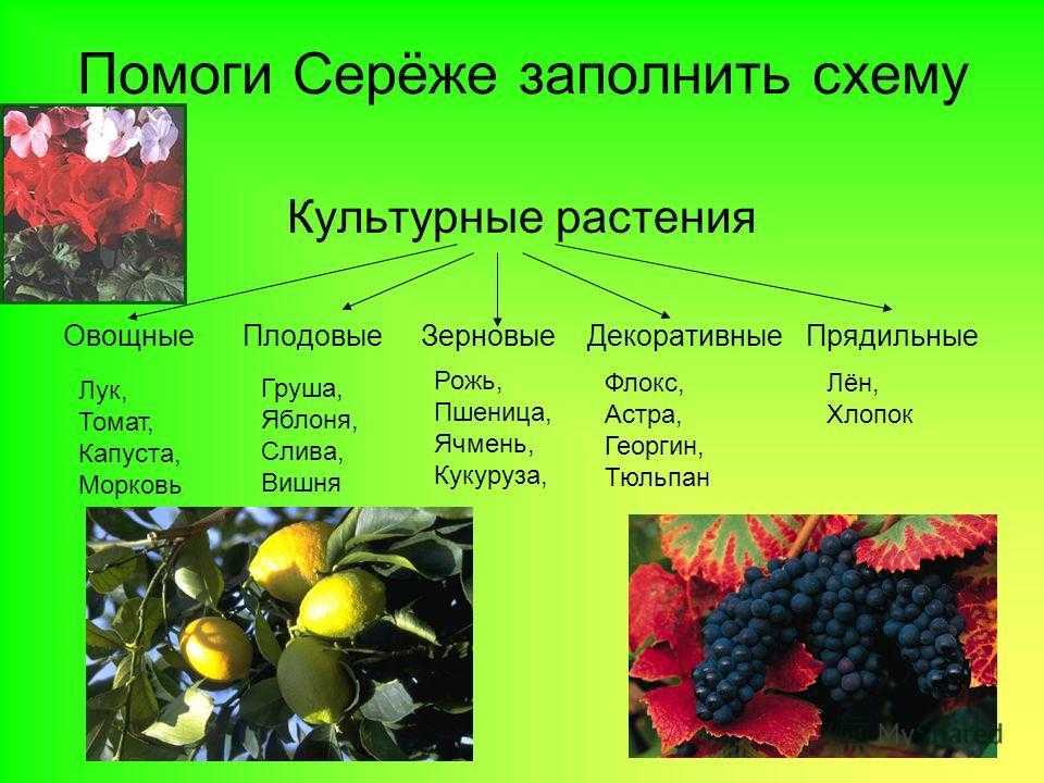 Используя дополнительную литературу интернет приведи примеры сортов любых культурных растений кратко