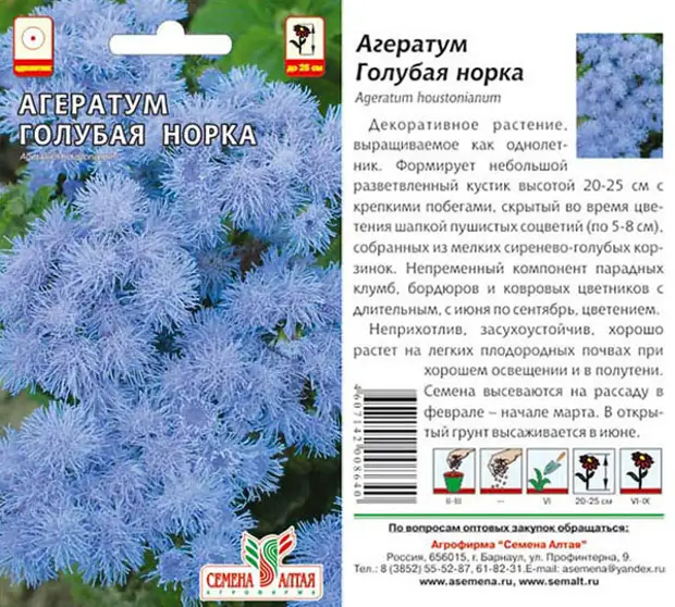 Нестареющий агератум. посадка, уход, выращивание. фото — ботаничка
