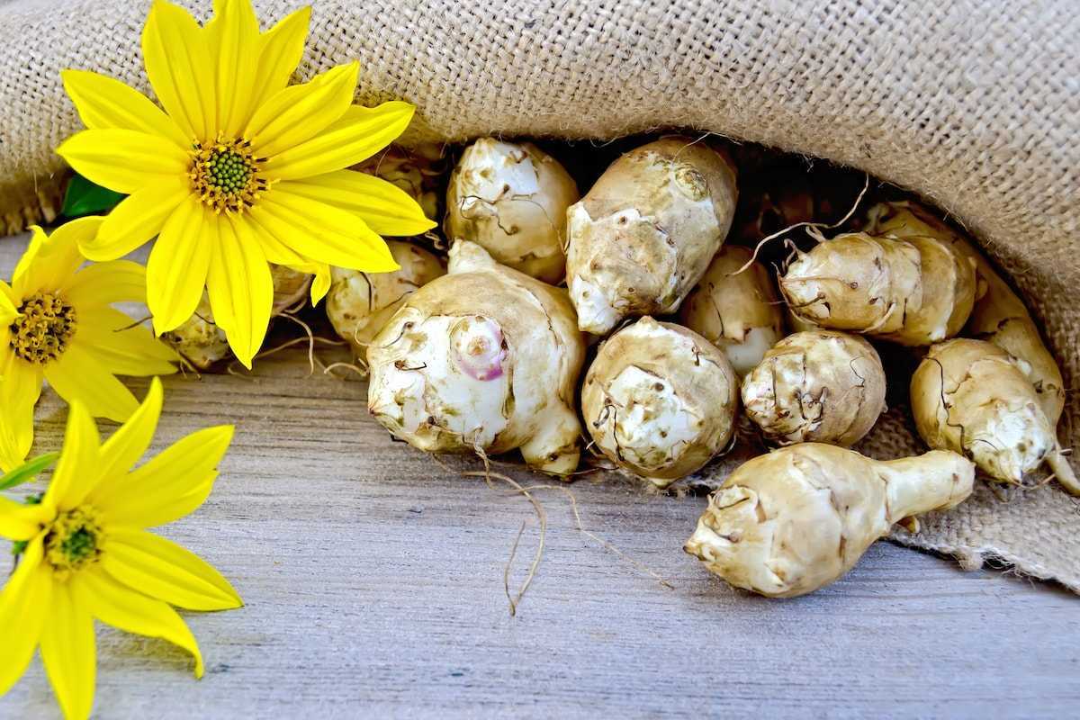 Топинамбур: когда копать, как хранить и чем он полезен + рецепты