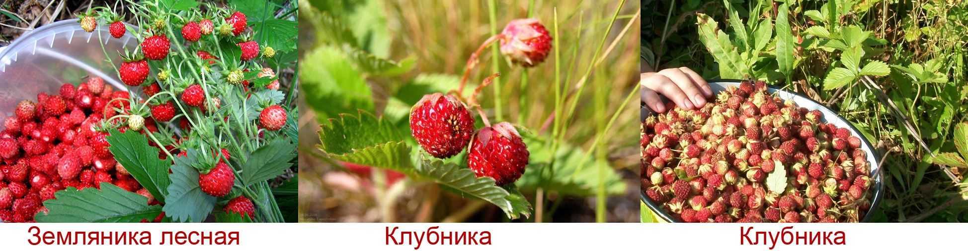 ✅ гибриды и отличия клубники от земляники: в чем разница между культурами