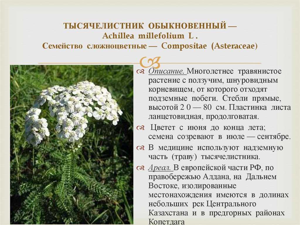 Тысячелистник: посадка и грамотный уход в открытом грунте – уход за растениями