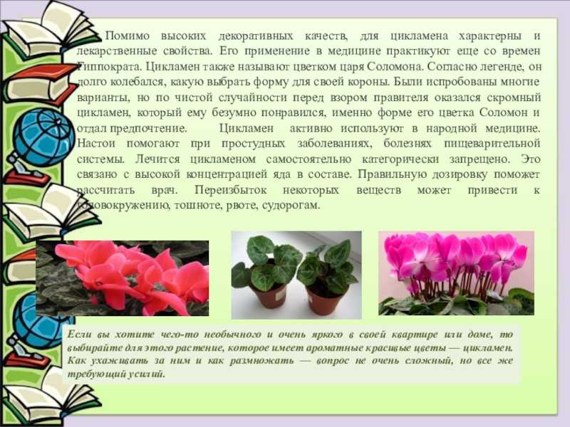 Цикламен (70 фото) - виды, уход и выращивание