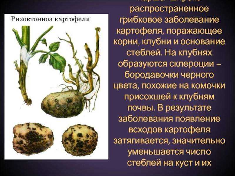 Фузариоз: лечение на пшенице, томатах, огурцах, картофеле, чесноке