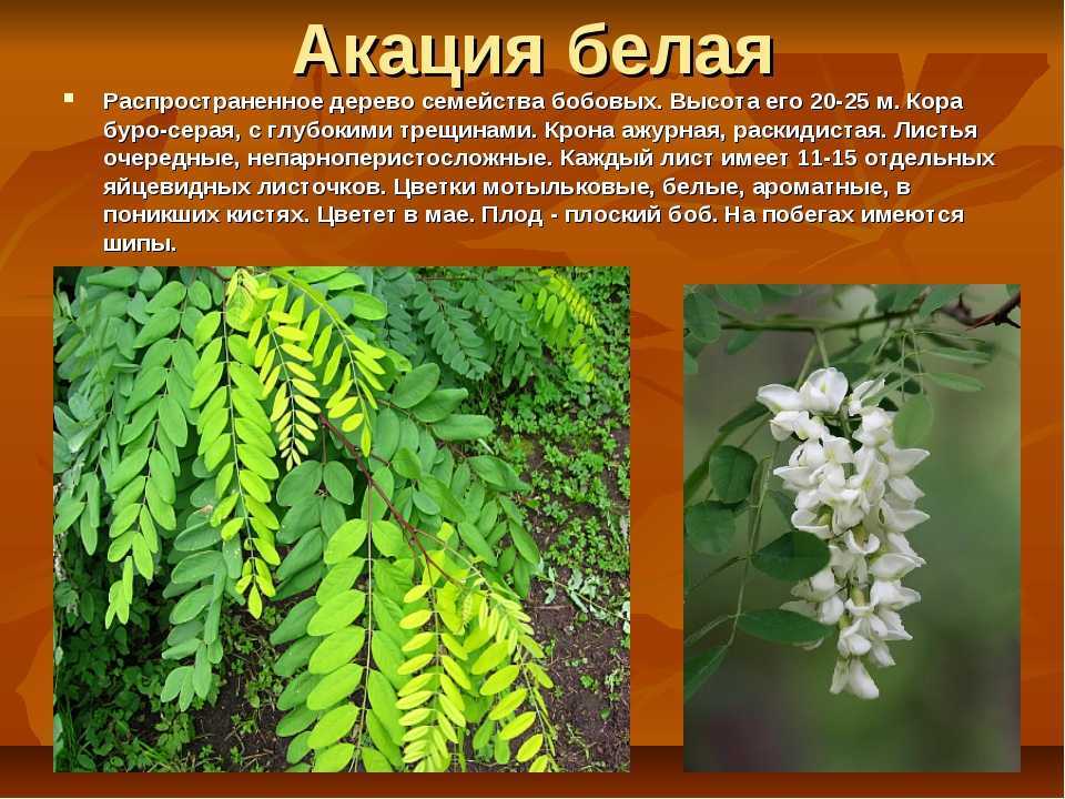 Робиния лжеакация. посадка, размножение, уход, сорта, фото на supersadovnik.ru