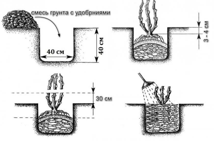 Где лучше посадить малину на участке