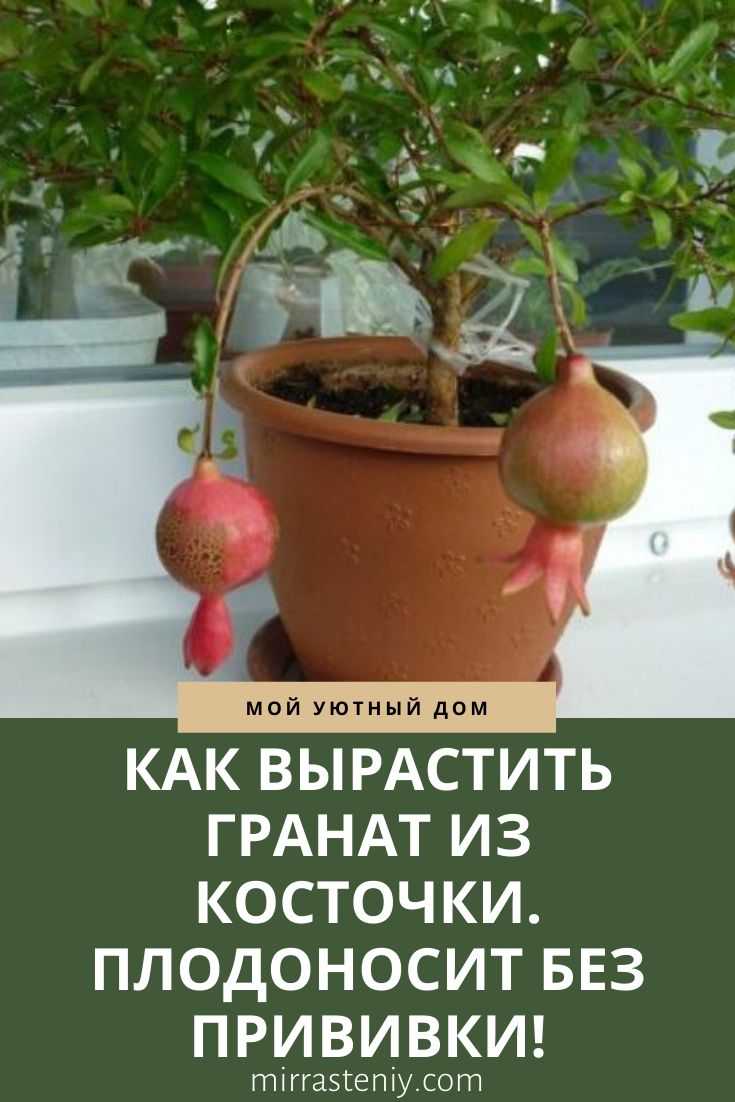 Как вырастить гранат в открытом грунте: посадка и уход в крыму, в краснодарском крае, регионах, отзывы