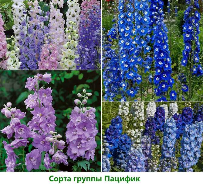 Дельфиниум многолетний – популярные сорта, посадка, уход, болезни