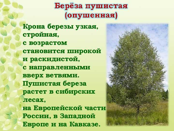 ᐉ берёза описание и особенности - roza-zanoza.ru