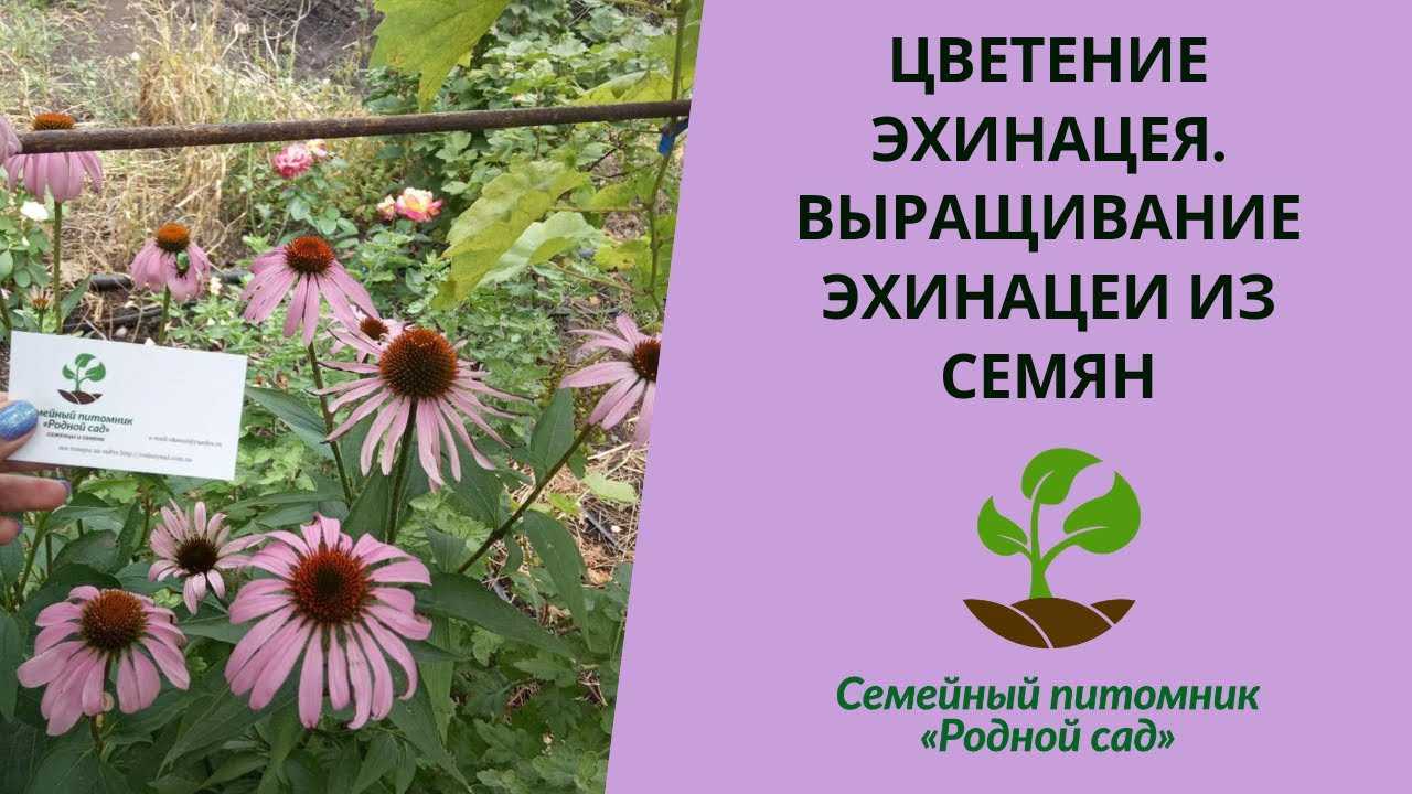 Эхинацея многолетняя: посадка и уход, 10 лучших сортов, подготовка к зиме, выращивание