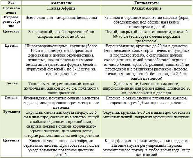 Гиппеаструм: уход в домашних условиях, фото цветущего, почему не цветет комнатный цветок, как ухаживать, чтобы зацвел, пересадка