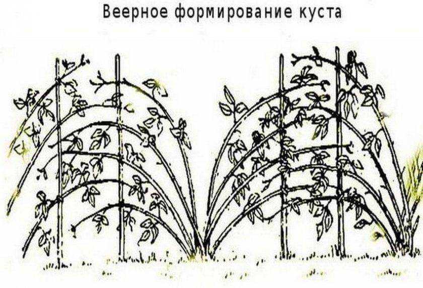 Как правильно подрезать кусты малины
