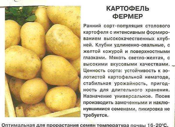 Картофель василек: описание сорта, характеристика, фото русский фермер