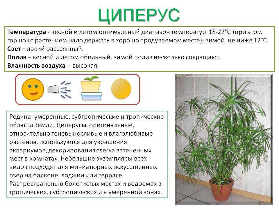 Хойя керри: выращивание, размножение и уход за цветком в домашних условиях