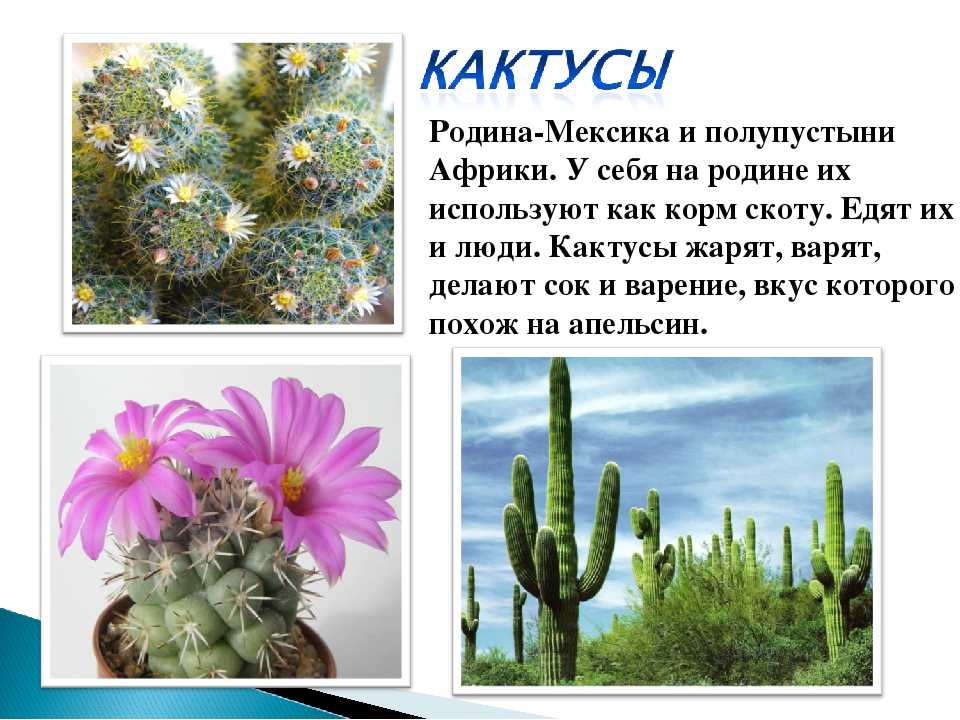 Эспостоа пушистый кактус, уход и разновидности | flowery-blog
