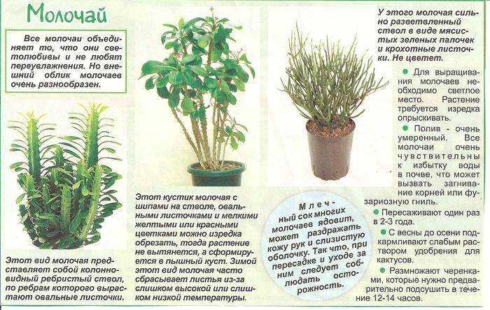 Агава голубая: как выглядит и растет?