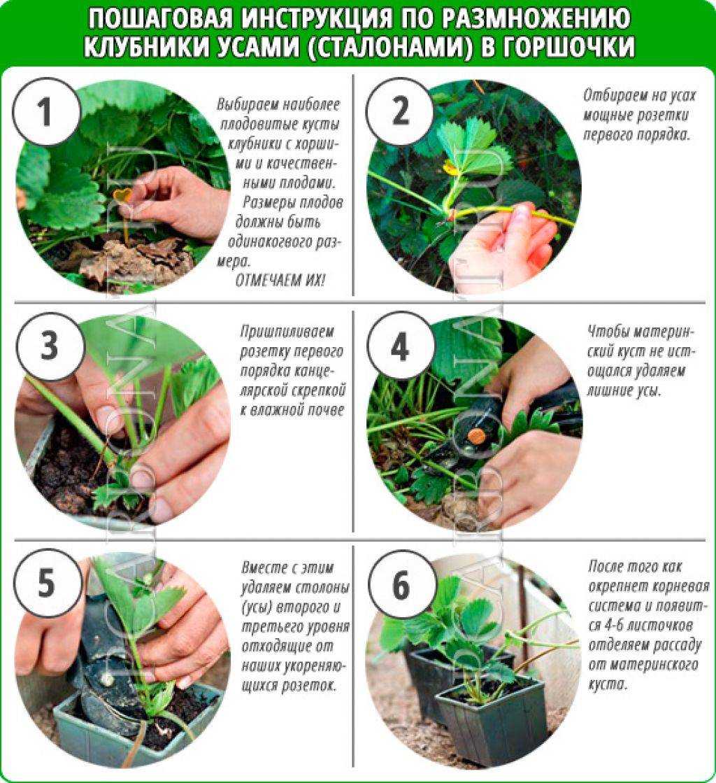 Клубника: описание ягоды и самых популярных лучших сортов, выращивание в саду и на даче, процесс посадки, ухода и выращивания